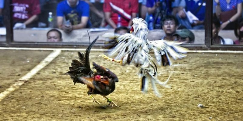 mcw ﻿đăng nhập lô đề uy tín