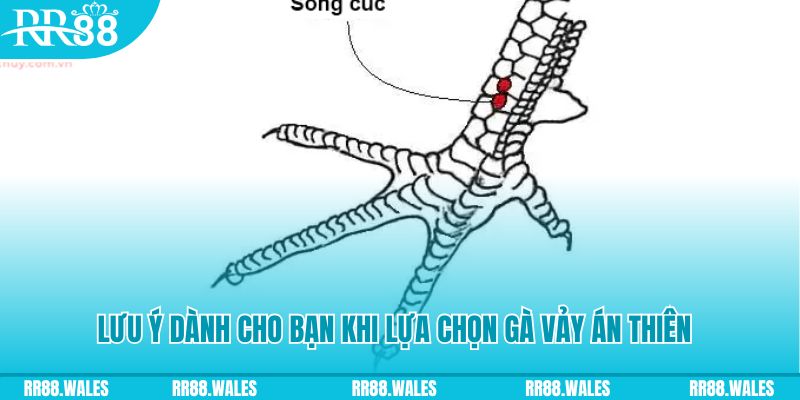 mcw xổ số khánh hòa