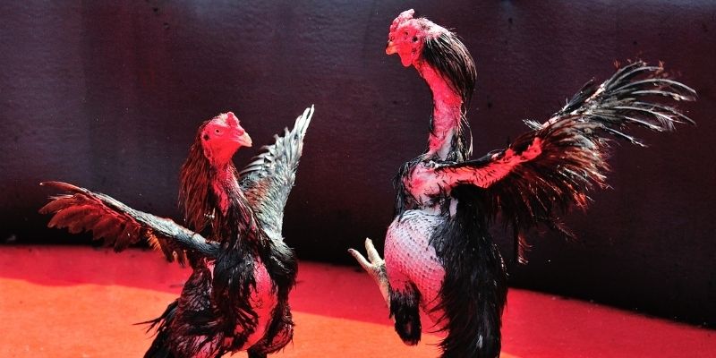 mcw bắn cá đổi thưởng