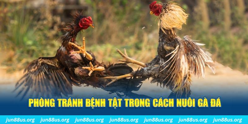 mcw natural” trong baccarat nghĩa là gì？